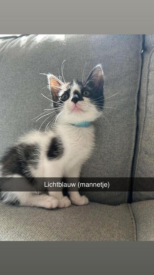 Kittens te koop, Dieren en Toebehoren, Katten en Kittens | Overige Katten, Meerdere dieren