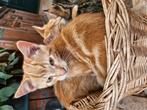 Lieve speelse kittens rood, tijger zwart/wit 3kleur en grijs, Poes