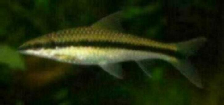 Crossocheilus siamensis - Algeneter bij Koidreams Valburg, Dieren en Toebehoren, Vissen | Aquariumvissen, Zoetwatervis, Vis