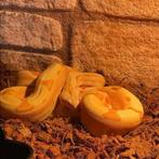 Sunglow hypo albino boa vrouwtje + terrarium, Slang, 3 tot 6 jaar