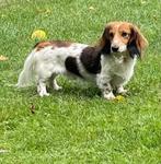 Kleine Langhaar Dwergteckel ter dekking (niet te koop), Dieren en Toebehoren, Rabiës (hondsdolheid), Reu, Eén hond, 3 tot 5 jaar