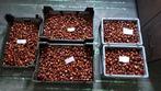 Verse Tamme Kastanjes - 2 euro per kg - 55kg voorradig, Diversen, Ophalen