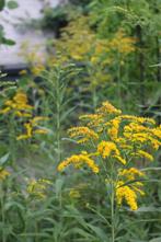 Tuinpakket voor bijen & vlinders  10 biologische planten, Ophalen, Bodembedekkers, Vaste plant, Halfschaduw