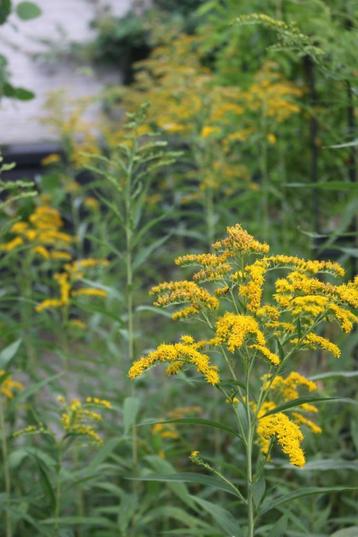  Tuinpakket voor bijen & vlinders  9 biologische planten beschikbaar voor biedingen