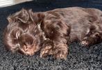 Shih tzu/boomer pups te koop., Dieren en Toebehoren, Honden | Chihuahua's en Gezelschapshonden, Overige rassen, 8 tot 15 weken