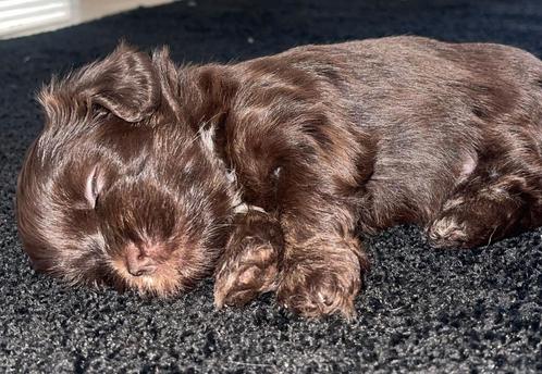 Shih tzu/boomer pups te koop., Dieren en Toebehoren, Honden | Chihuahua's en Gezelschapshonden, Meerdere dieren, Overige rassen
