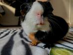 Vakantieopvang voor cavia konijnen en hamsters holiday hotel, Dieren en Toebehoren, Ophalen, Nieuw