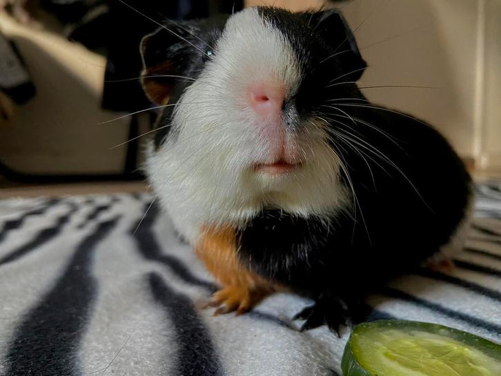 Vakantieopvang voor cavia konijnen en hamsters holiday hotel, Dieren en Toebehoren, Knaagdieren en Konijnen | Toebehoren, Nieuw