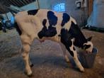 Flekvieh stierkalf, Dieren en Toebehoren, Runderen, 0 tot 2 jaar