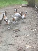 Zilver witwang boomeendjes, Dieren en Toebehoren, Pluimvee, Mannelijk, Eend