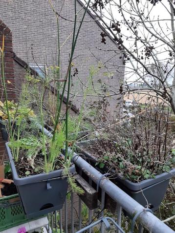 Plantenbakken elho xl beschikbaar voor biedingen