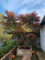 Japanse Esdoorn, Tuin en Terras, Planten | Bomen, Ophalen, Bloeit niet, Halfschaduw, Overige soorten