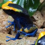 Dendrobates tinctorius 'Lorenzo', Dieren en Toebehoren, Reptielen en Amfibieën