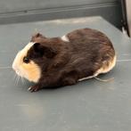 Mooi beertje cavia, Dieren en Toebehoren, Knaagdieren, Cavia, Mannelijk, Tam, Oktober