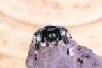 Springspin, jumping spiders, phidippus Regius North Florida, Dieren en Toebehoren, Overige soorten