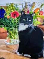 We geven niet op., Kat