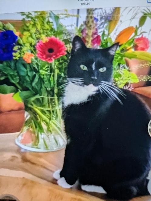 We geven niet op., Dieren en Toebehoren, Vermiste en Gevonden Dieren, Kat