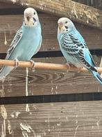 Jonge grasparkietjes, Dieren en Toebehoren, Vogels | Parkieten en Papegaaien