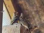 Diverse vogels | roodmussen | rijstvogels | putter kruising, Dieren en Toebehoren, Vogels | Overige Vogels, Meerdere dieren, Tropenvogel