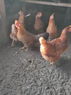 Kippen hennen groot soort, Dieren en Toebehoren, Pluimvee, Vrouwelijk, Kip