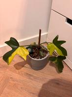 Philodendron Florida beauty variegated 12 cm, Huis en Inrichting, Ophalen, Overige soorten, Minder dan 100 cm