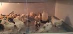 Kuikens, Dieren en Toebehoren, Pluimvee, Geslacht onbekend, Kip