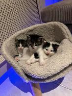 Lieve kleine kittens op zoek naar een liefdevolle Huisje,, Dieren en Toebehoren