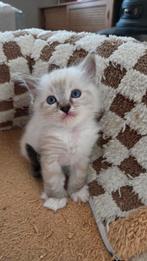 Ragdoll kittens, Dieren en Toebehoren, Katten en Kittens | Raskatten | Langhaar, Geslacht onbekend, Gechipt
