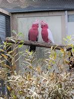 Rosé kaketoe wildkleur, lutino, Dieren en Toebehoren, Vogels | Parkieten en Papegaaien, Meerdere dieren, Geringd