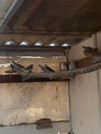 Diamantduif, Dieren en Toebehoren, Meerdere dieren