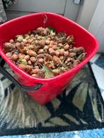Vers geraapte hazelnoten. Emmer vol., Ophalen of Verzenden