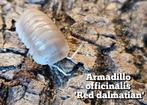 Armadillo officinalis 'Red dalmatian', Overige soorten