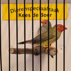 Koppel binsen astrilde, Dieren en Toebehoren, Meerdere dieren