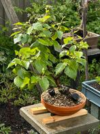 Mooie Betula Pendula Bonsai, Overige soorten, Volle zon, Vaste plant, Ophalen of Verzenden