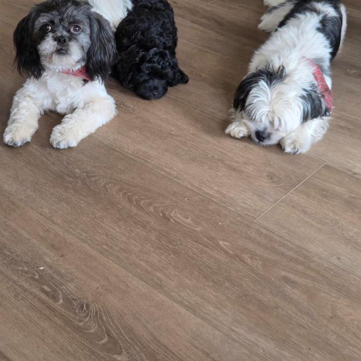Wij hebben 2 zeer lieve actieve boomers te koop, Dieren en Toebehoren, Honden | Jack Russells en Terriërs, Teef, Overige rassen