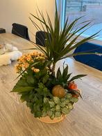 ⚠️️ OPRUIMING! Mooi opgemaakte plantenbak, Ophalen, In pot, Halfschaduw, Minder dan 100 cm