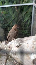 Ruilen: man of pop Rode Kardinaal.
 geboren 29-06-2025, Dieren en Toebehoren, Vogels | Overige Vogels, Meerdere dieren, Tropenvogel