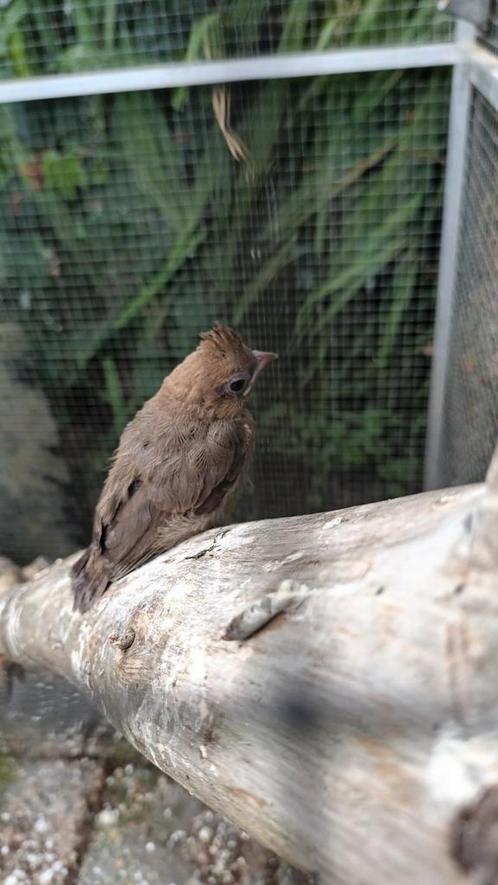 Ruilen: man of pop Rode Kardinaal.
 geboren 29-06-2025, Dieren en Toebehoren, Vogels | Overige Vogels, Tropenvogel, Meerdere dieren