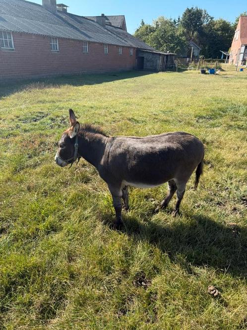Mini ezel hengst, Dieren en Toebehoren, Schapen, Geiten en Varkens, Mannelijk, 6 jaar of ouder