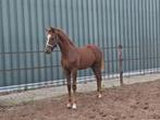 Heel leuk KWPN hengstveulen, Dieren en Toebehoren, Paarden, Minder dan 160 cm, Dressuurpaard, 0 tot 2 jaar, Hengst