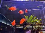 Red parrot/Papegaai cichlide, Vis, Zoetwatervis, Schoolvis