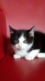 Kruising maincoon Kitten, Kater, Ontwormd, 0 tot 2 jaar