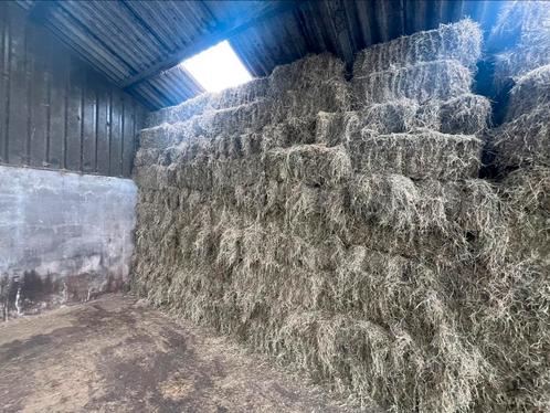 Topkwaliteit Hooi voor Paarden, schapen en koeien, Dieren en Toebehoren, Dierenvoeding, Vee, Ophalen