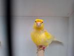 Gele Kanarie man, Dieren en Toebehoren, Vogels | Kanaries, Mannelijk, Kleurkanarie