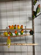 Fischeri’s te koop, Dieren en Toebehoren, Vogels | Parkieten en Papegaaien, Meerdere dieren, Dwergpapegaai of Agapornis, Geringd