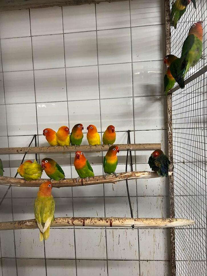 Fischeri’s te koop, Dieren en Toebehoren, Vogels | Parkieten en Papegaaien, Dwergpapegaai of Agapornis, Meerdere dieren, Geringd