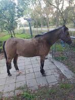 Welsh B pony, Dieren en Toebehoren, Pony's, Merrie, Springpony, B pony (1.17m tot 1.27m), 11 jaar of ouder