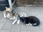 Erg mooie en rustige kittens te koop, Meerdere dieren