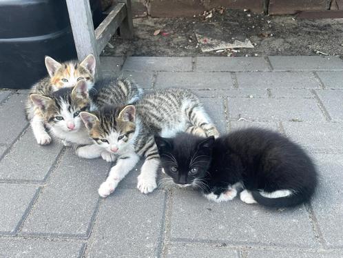 Erg mooie en rustige kittens te koop, Dieren en Toebehoren, Katten en Kittens | Overige Katten, Meerdere dieren