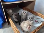 Lieve Britse Korthaar kittens zoeken een warm thuis, Dieren en Toebehoren, Katten en Kittens | Raskatten | Korthaar, Meerdere dieren